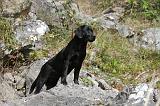 LABRADOR 108